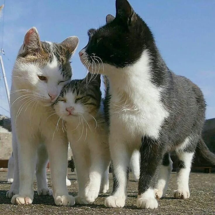 Котики фото друзья Hapy family #cat #cats #kitten #animal #cute #family #love #meow Cute cats, Pret