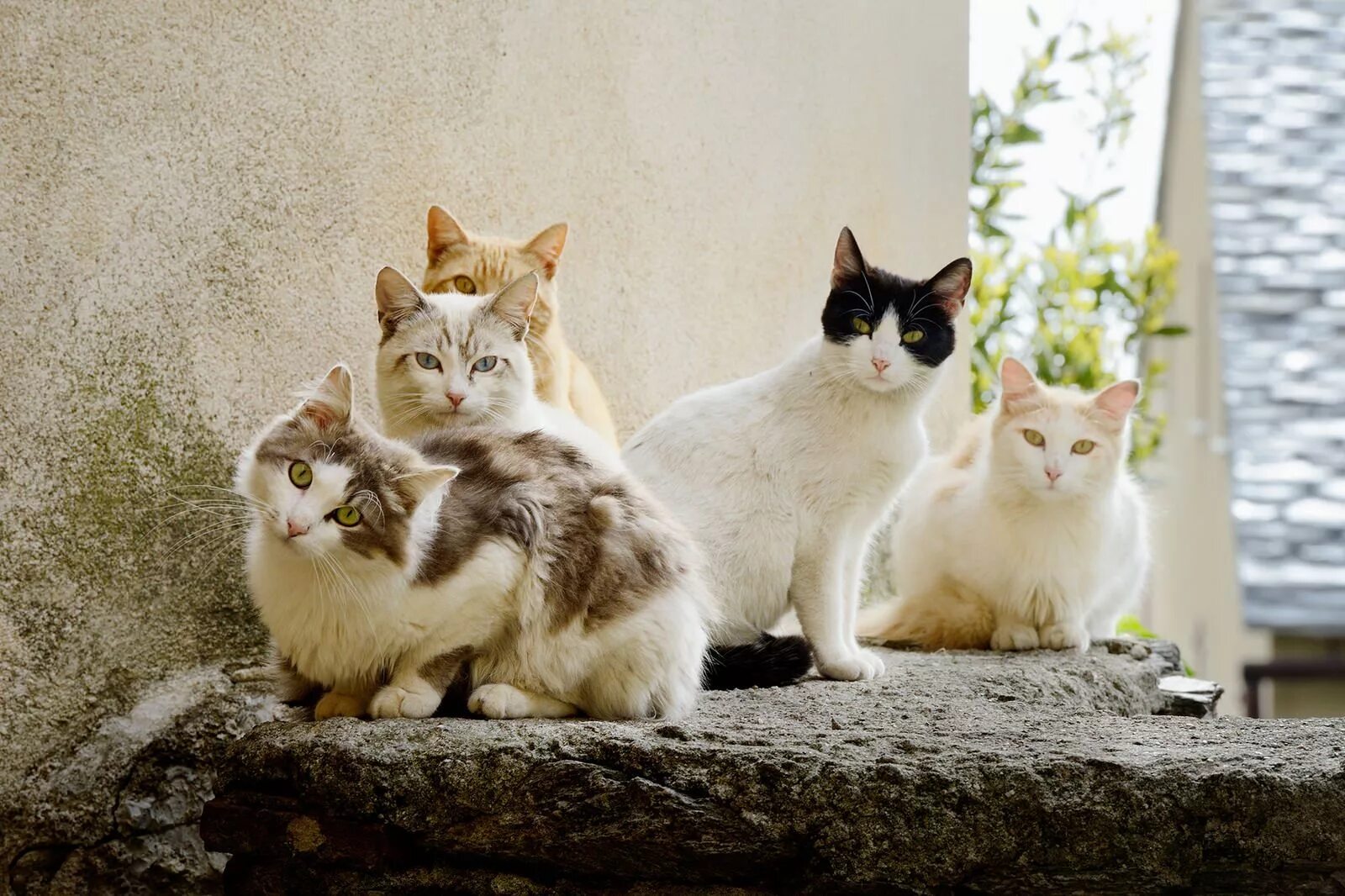 Котики фото друзья Chats-de-Cervione-2 Chat, Nos amis les betes, Animaux