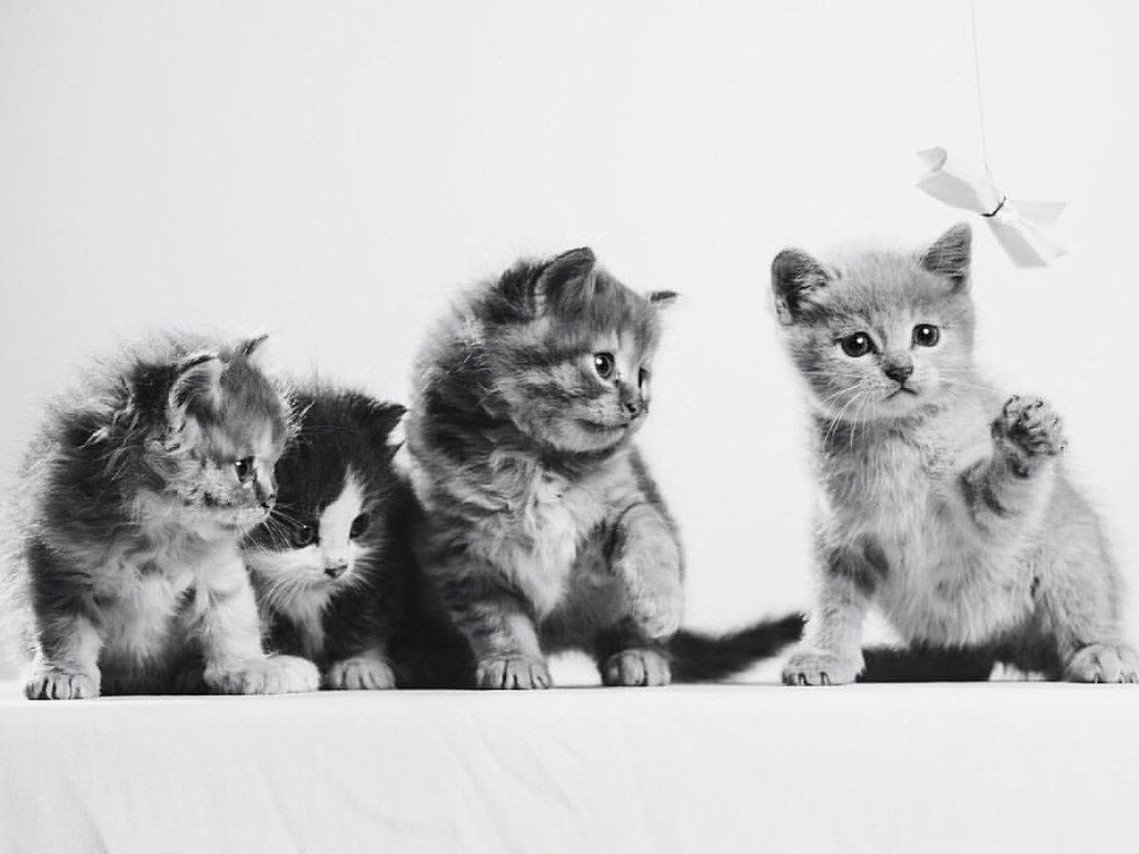 Котики фото друзья Котиков вам для приятностей. #кот #котики #котята #студия . Flickr