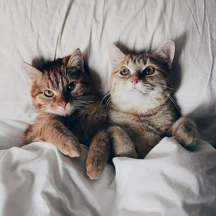 Котики фото друзья Pin by PhuongThao Nguyen on Pets Cat breeds, Cute cats and kittens, Dog friends