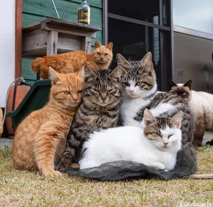 Котики фото друзья Pin by Miggie Krauspe on I love cats Cute cats, Cats, Kittens