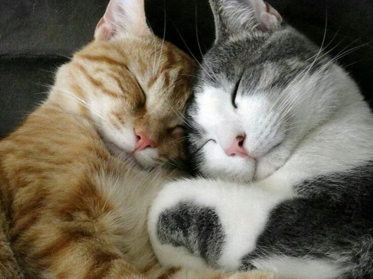 Котики фото двое Pin by mary moon on домик в деревне villagecore cottagecore Cats, Hugs and cuddl