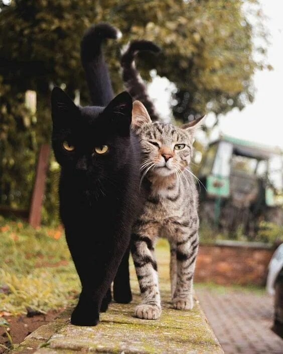 Котики фото двое Cat Body Language: What Do Tail Twitching & Chin Rubbing Mean? - CatTime Cute ca