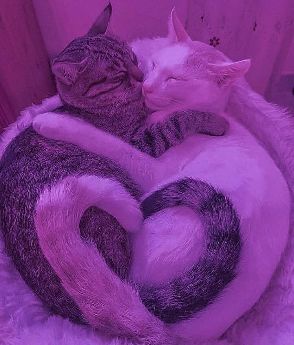 Котики фото двое Account Suspended Cute cat wallpaper, Cute baby cats, Cat hug