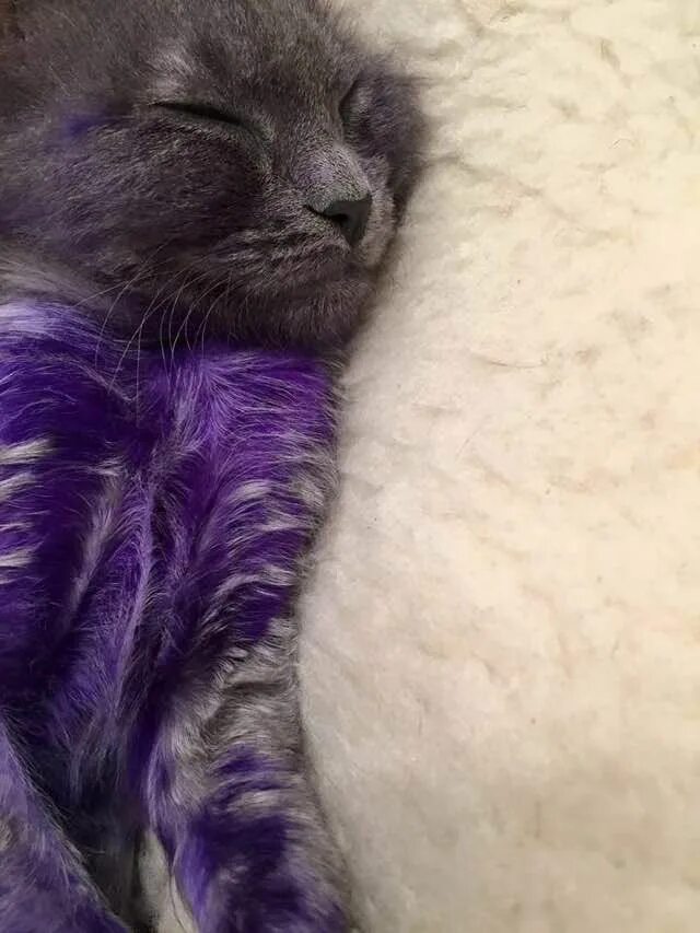 Котики фото фиолетовые Smurf, le chaton teint en violet qui a servi de jouet à mâcher va beaucoup mieux