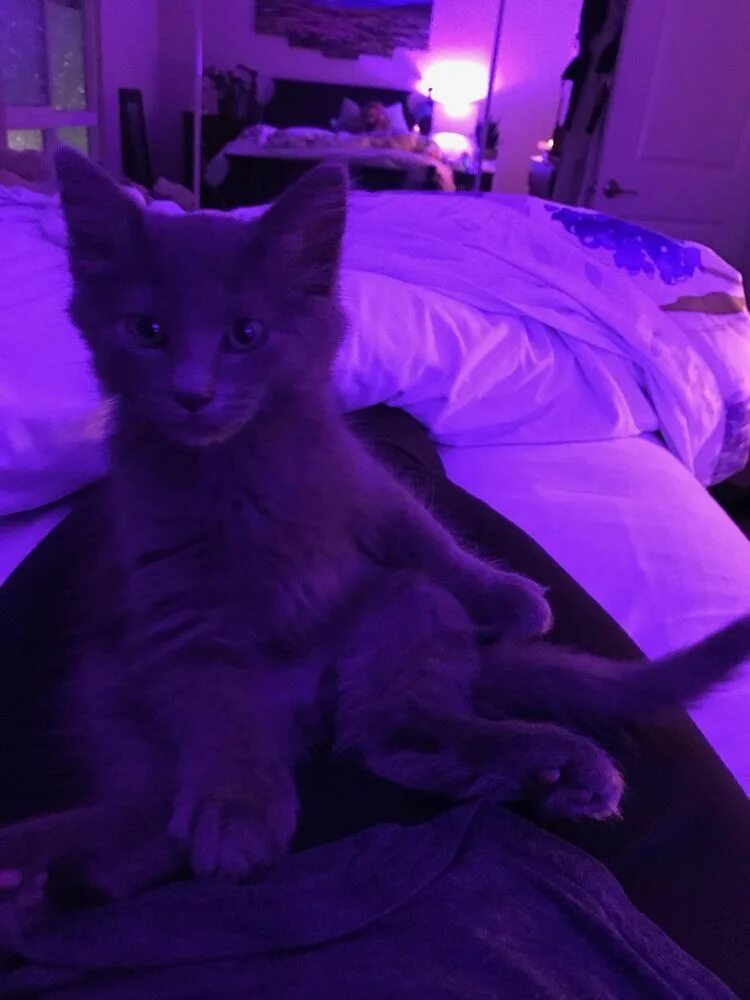 Котики фото фиолетовые Пин от пользователя T00p00r на доске Cats Фиолетовые фоны, Пушистые котята, Горо