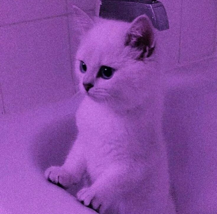 Котики фото фиолетовые Пин от пользователя Ãļøńē на доске Cats Очаровательные котята, Котята, Милые кот