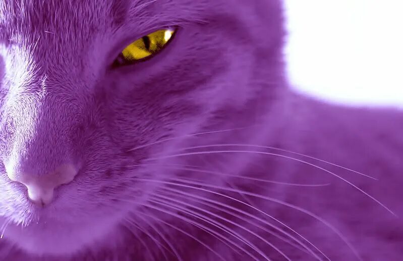 Котики фото фиолетовые Purple cat Purple cat, Cute animals, Cats