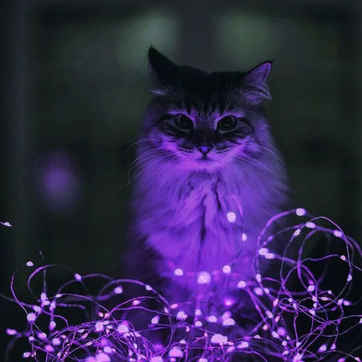 Котики фото фиолетовые Pin on Животные Cat aesthetic, Purple cat, Cute cats