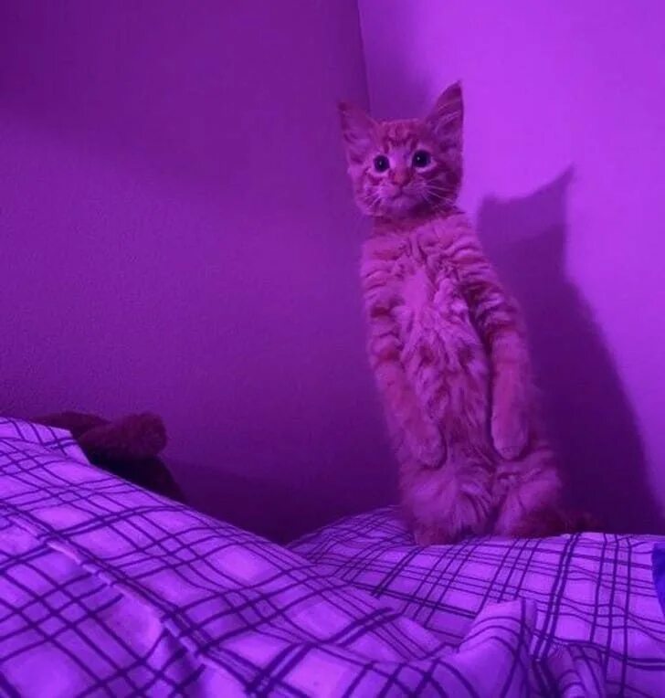Котики фото фиолетовые 19 Cats Who Act So Much Like Humans Cats, Purple cat, Cat stands