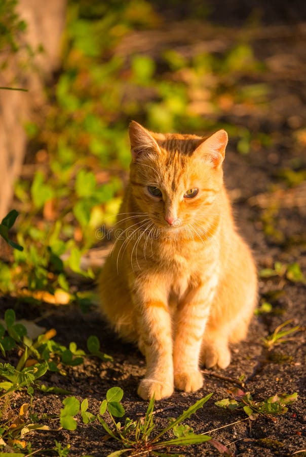 Котики фото фиолетовые 3,443 Red Cat Sunset Stock Photos - Free & Royalty-Free Stock Photos from Dreams