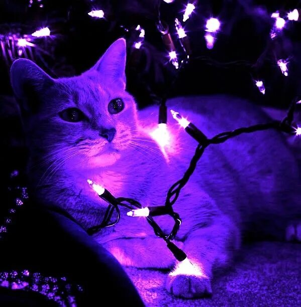 Котики фото фиолетовые Discovered by naynayru. Find images and videos about cute, aesthetic and indie o