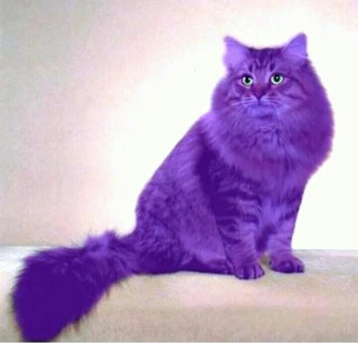 Котики фото фиолетовые Pin by ⚓ Amy Johnson Lavender on Indigo Spirit Purple cat, Purple animals, Purpl