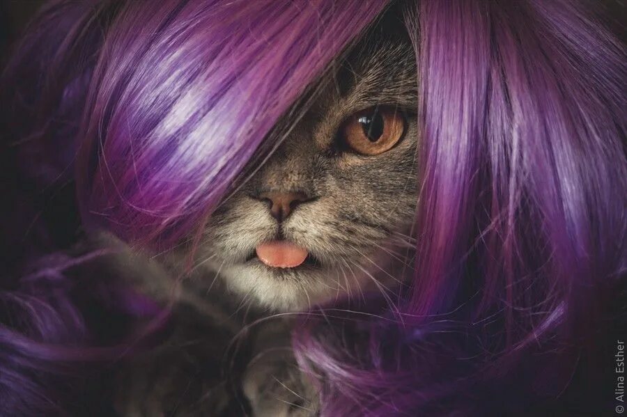 Котики фото фиолетовые The Great Cat Blog Cats, Cute cats and dogs, Great cat