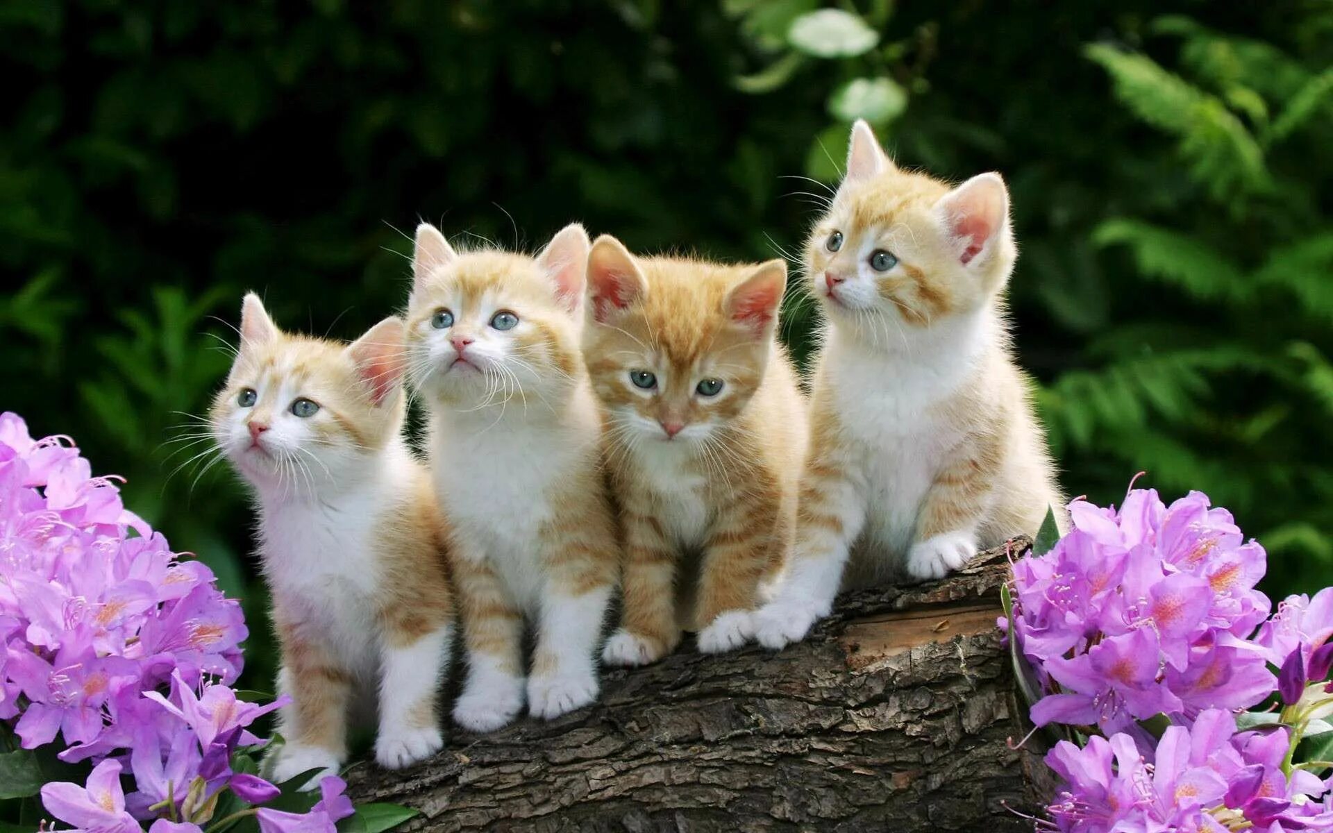 Котики фото хорошее качество Pin on CHATS