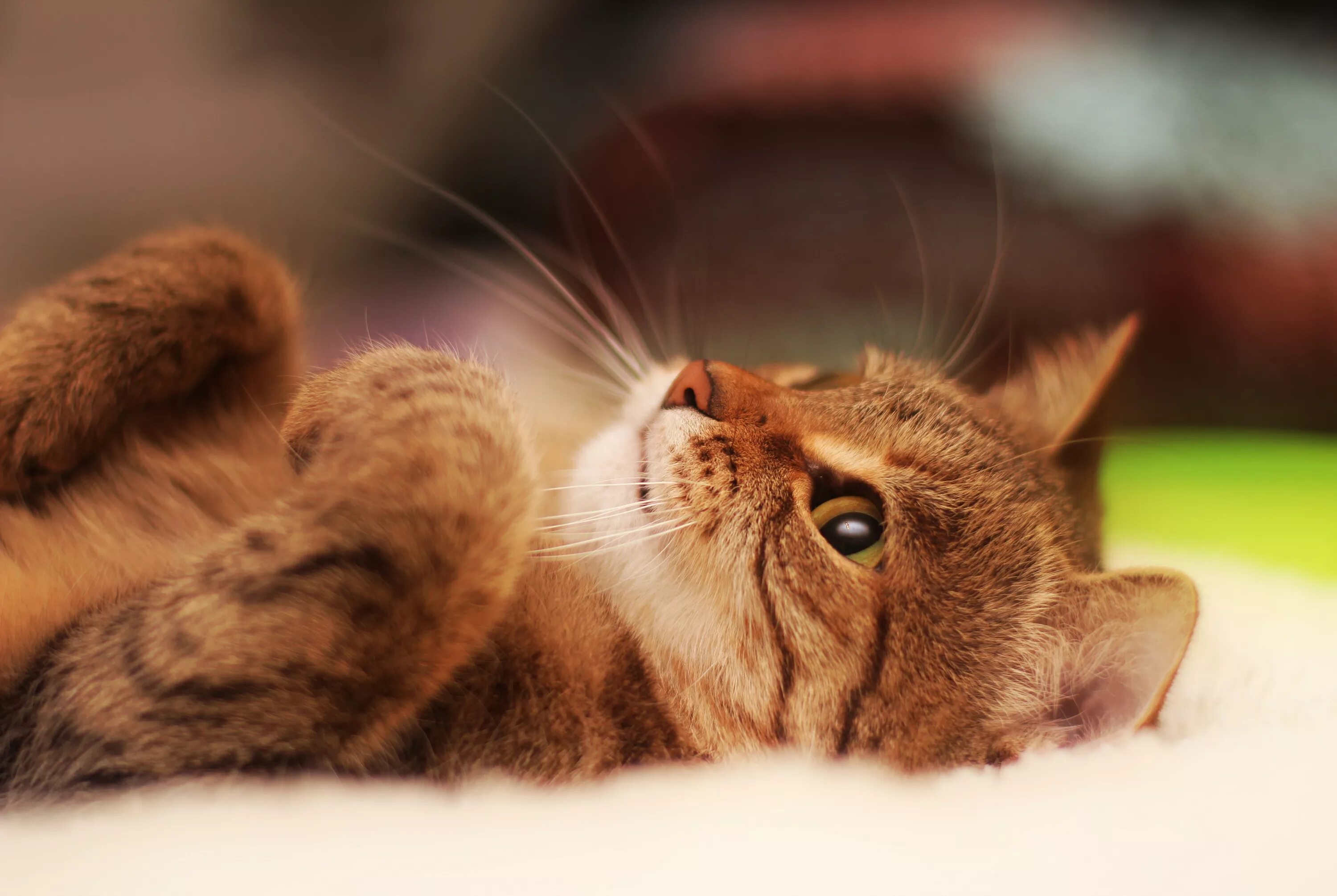 Котики фото хорошее качество Lovely cat lying on the back Desktop wallpapers 640x960