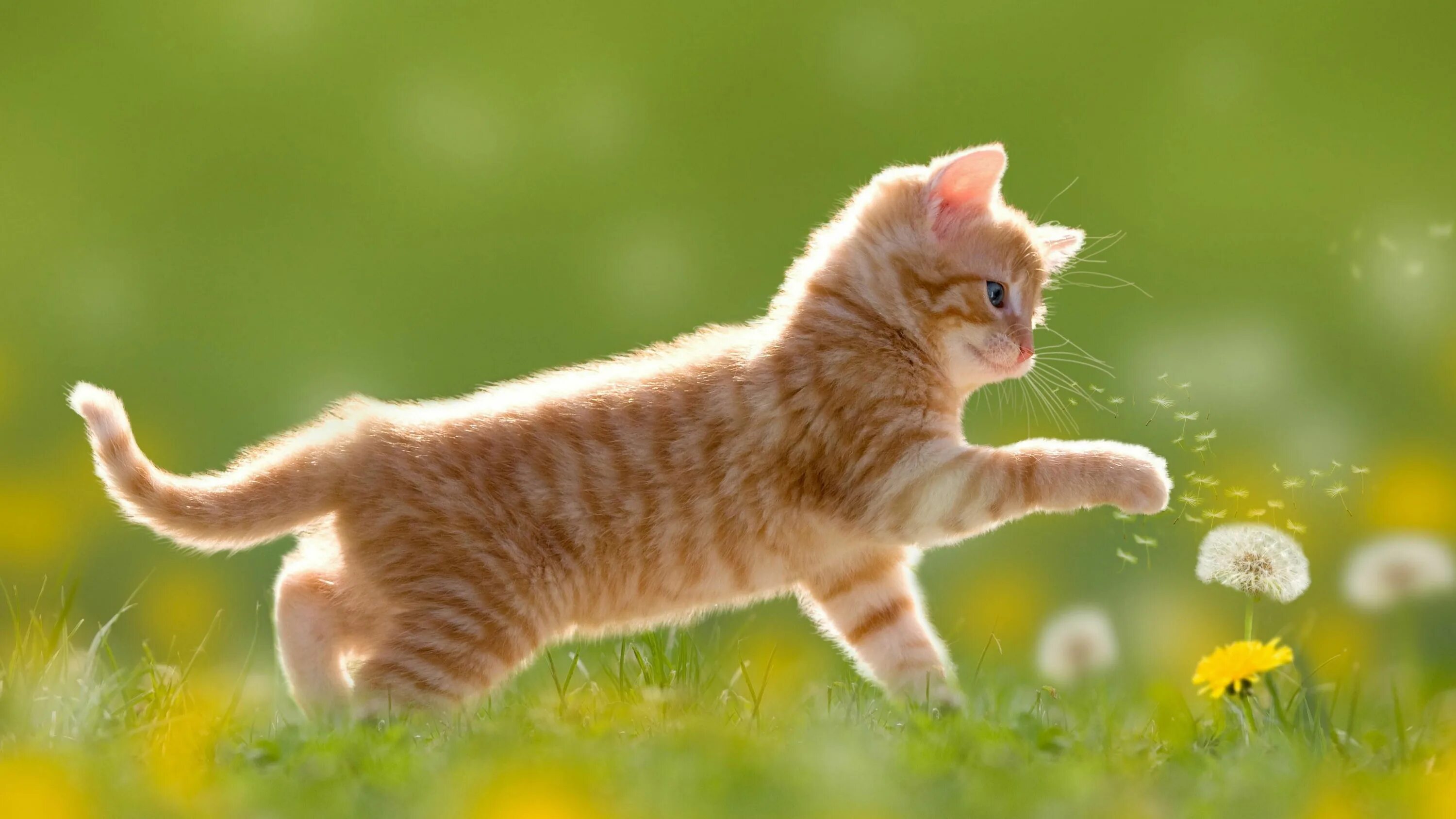 Котики фото хорошее качество cat wallpaper, mammal, dandelion, flower, grass, whiskers, kitten, short haired 