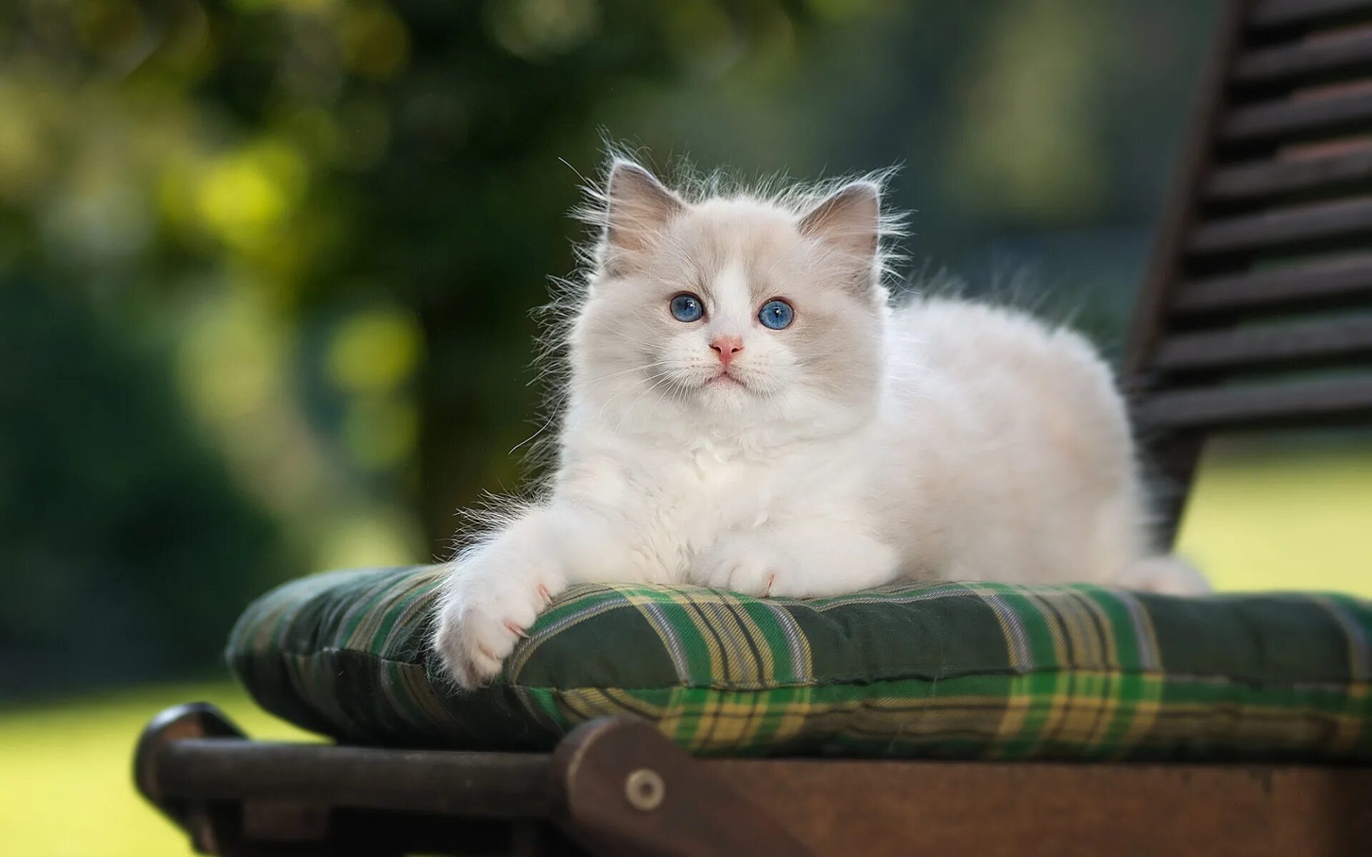 Котики фото хорошее качество Скачать обои кошка, природа, котенок, фон, пушистый, сад, стул, лежит, раздел ко