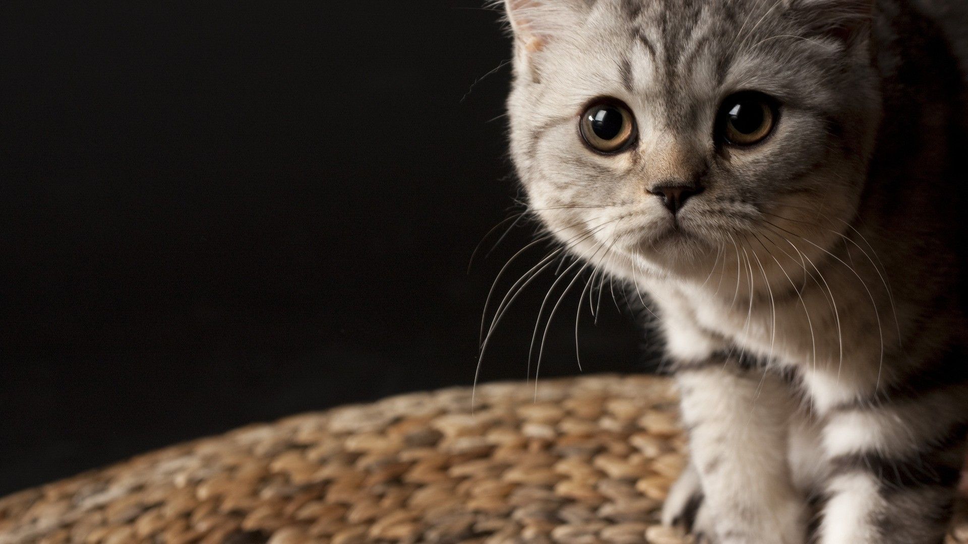Котики фото хорошее качество Cutest wallpaper dump ever - Imgur Kitten wallpaper, Cat wallpaper, Cats