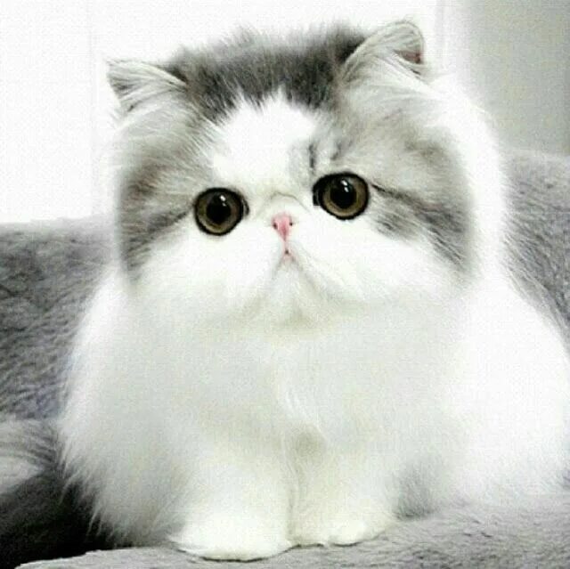 Котики фото и названия Kucing persia Arte con gatos, Tatuaje gato, Gatos bonitos
