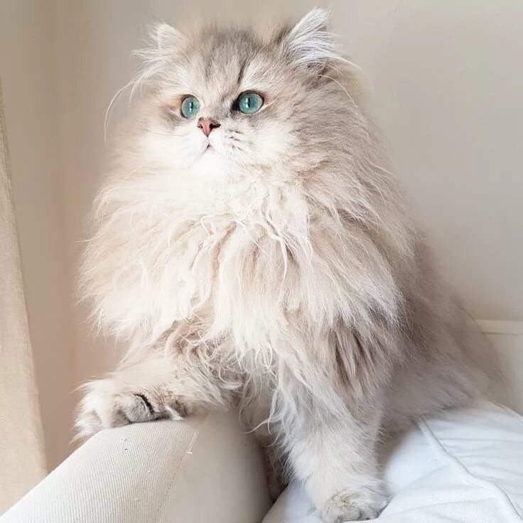 Котики фото и названия NéO - British longhair Blue golden shaded Cute baby cats, Baby cats, Pet birds