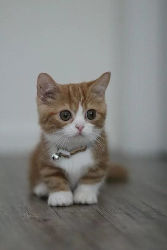 Котики фото и названия Pin op Cutest Kitty Cats