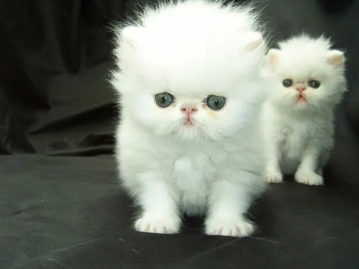 Котики фото и названия Image result for persian cat Persian kittens, White persian kittens, Persian cat