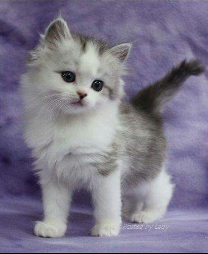 Котики фото и названия Pin by Cinzia Mangano on Animali Ragamuffin kittens, Beautiful cats, Cute cats