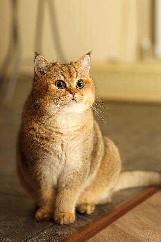 Котики фото и названия Quiet Cat: A Guide To Naturally Quiet Breeds & Training Your Cat To Be Quieter -