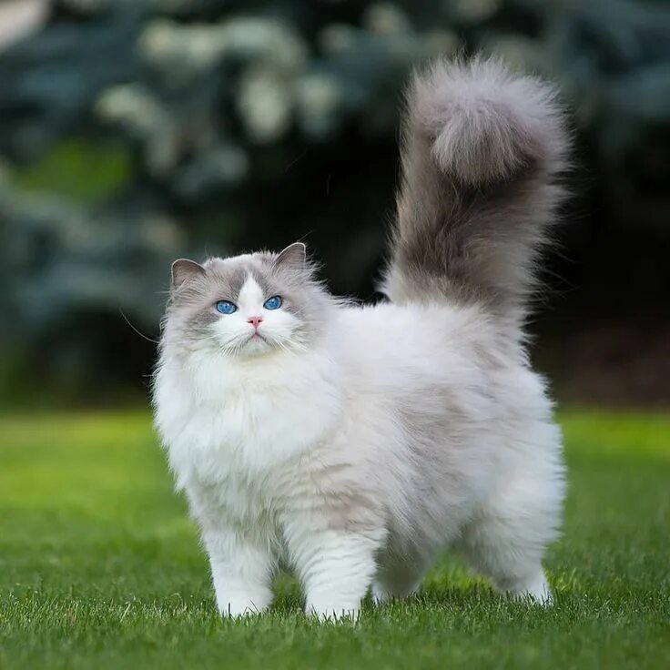 Котики фото и названия Pin on cutecats