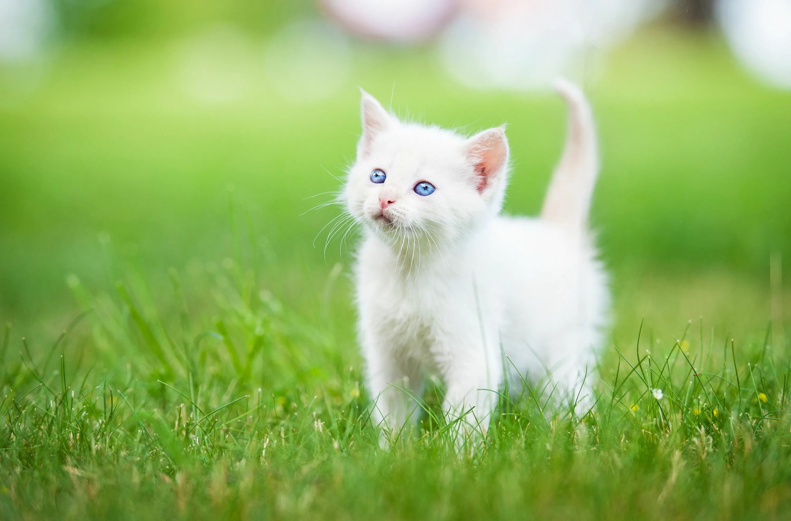 Котики фото jpg 3840x2532 kitten 4k wallpaper pictures free Funny cat wallpaper, Cute cat wallpa