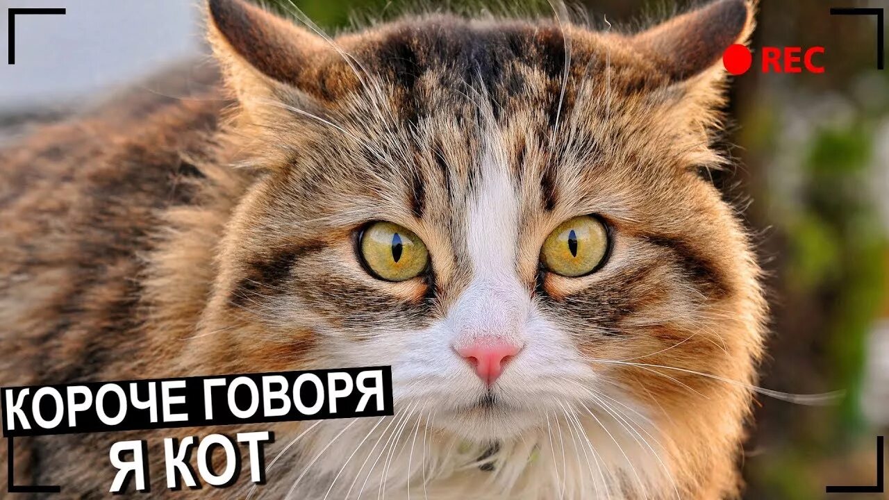 Котики фото jpg КОРОЧЕ ГОВОРЯ, Я КОТ От первого лица(СТАЛ КОТОМ, КОШКА, КОТ ОТ ПЕРВОГО ЛИЦА, КУК