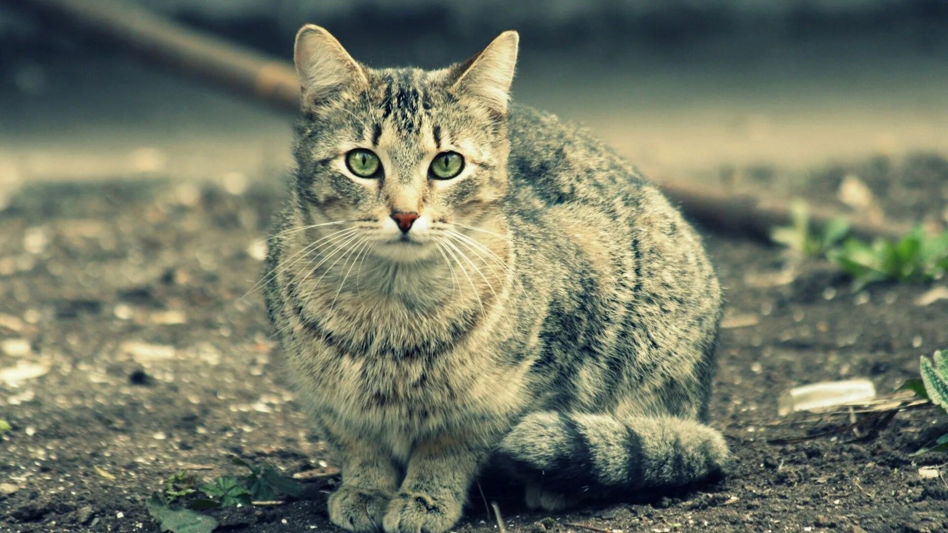 Котики фото jpg cat free desktop wallpaper downloads Grey cat wallpaper, Cats, Pets cats