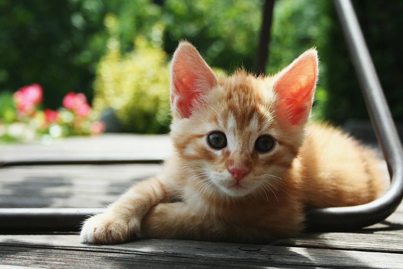 Котики фото jpg Файл:Red Kitten 01.jpg - Википедия