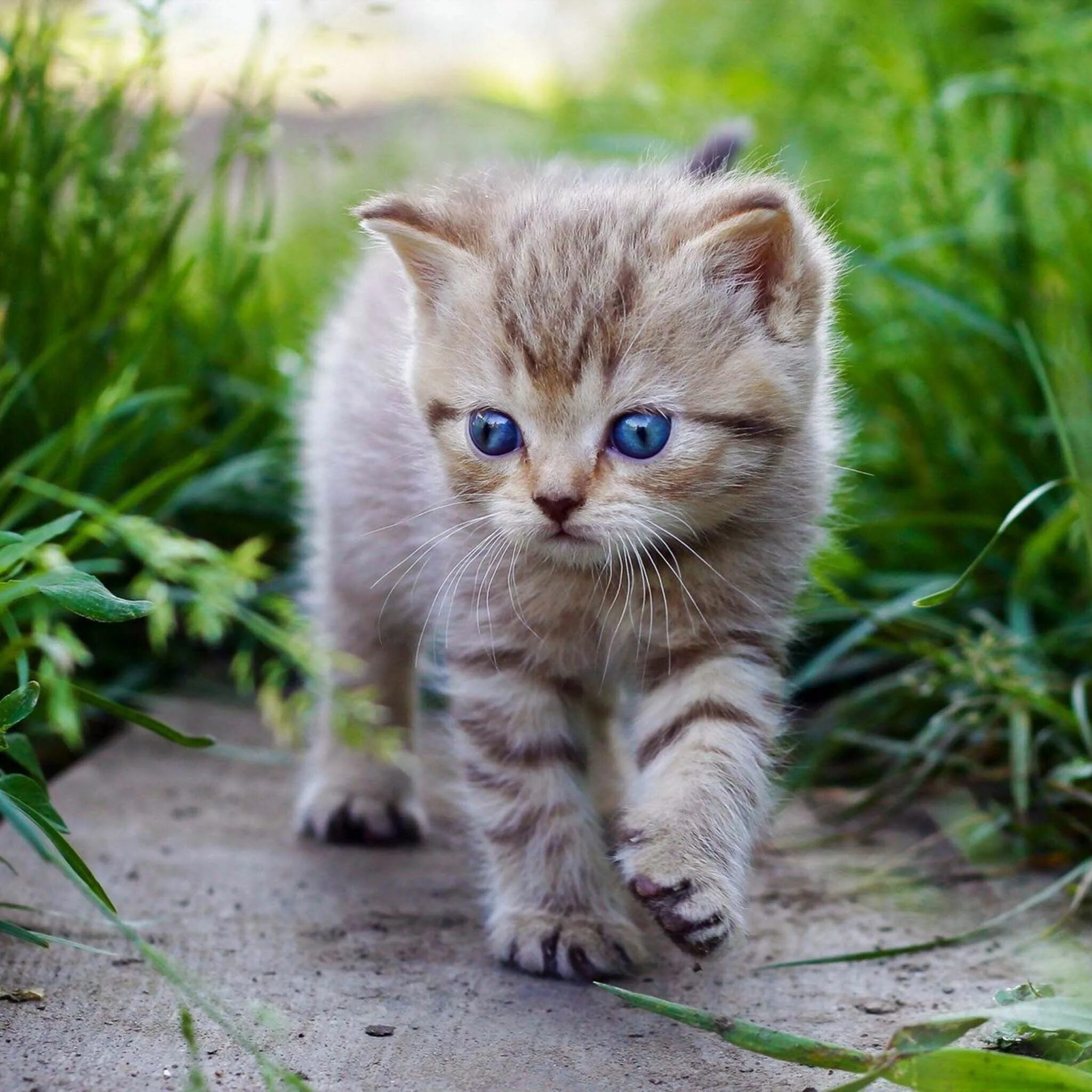 Котики фото jpg Pin on Photography Baby cats, Kittens, Cute baby cats