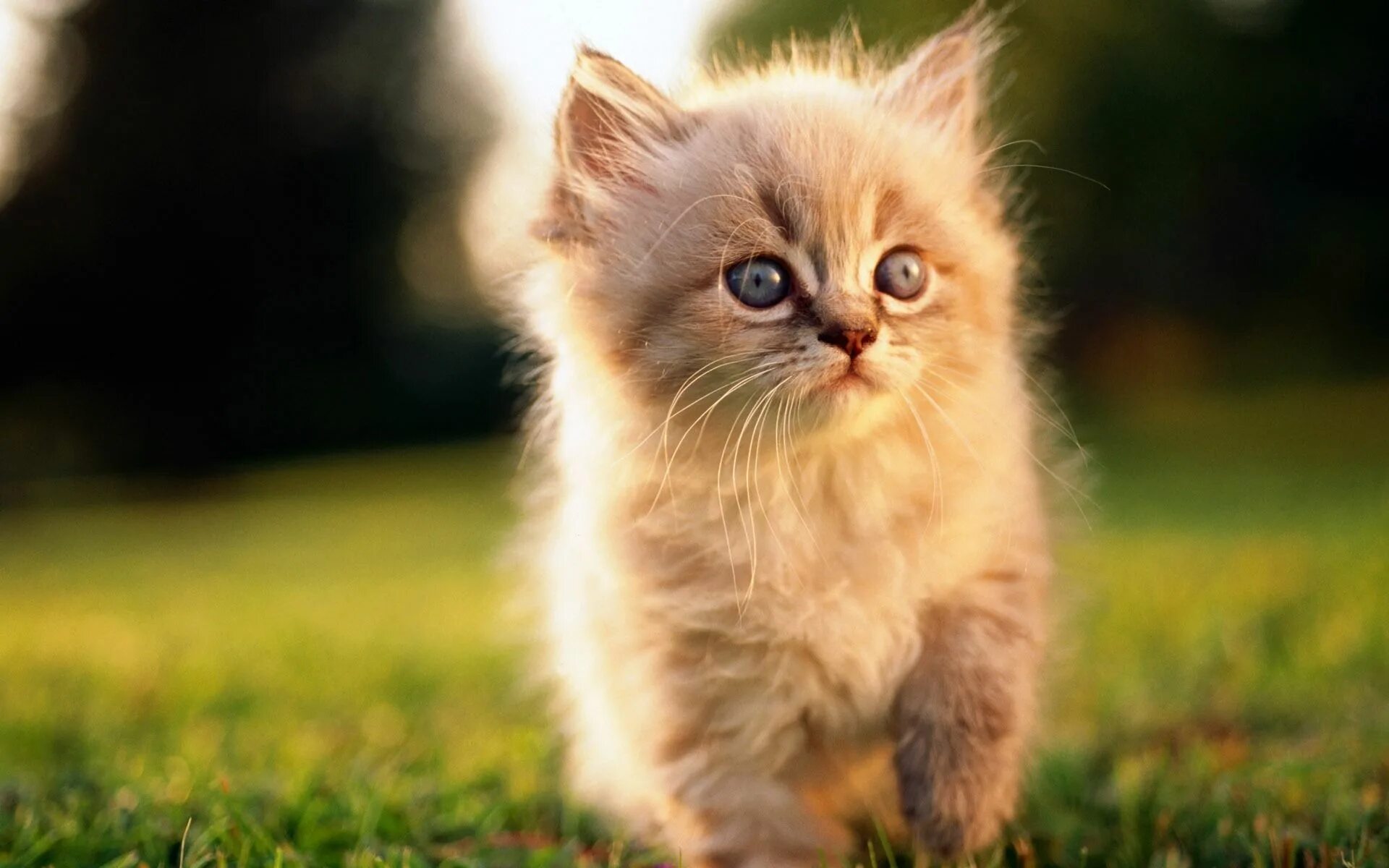 Котики фото jpg Cute Cats HD Wallpapers - WallpaperSafari Kittens cutest, Beautiful kittens, Flu