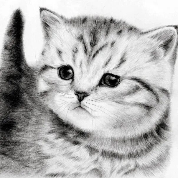 Котики фото карандашом Милые котики рисунки карандашом ➡ Подробнее https://risuemsami.ru/milye-kotiki-r