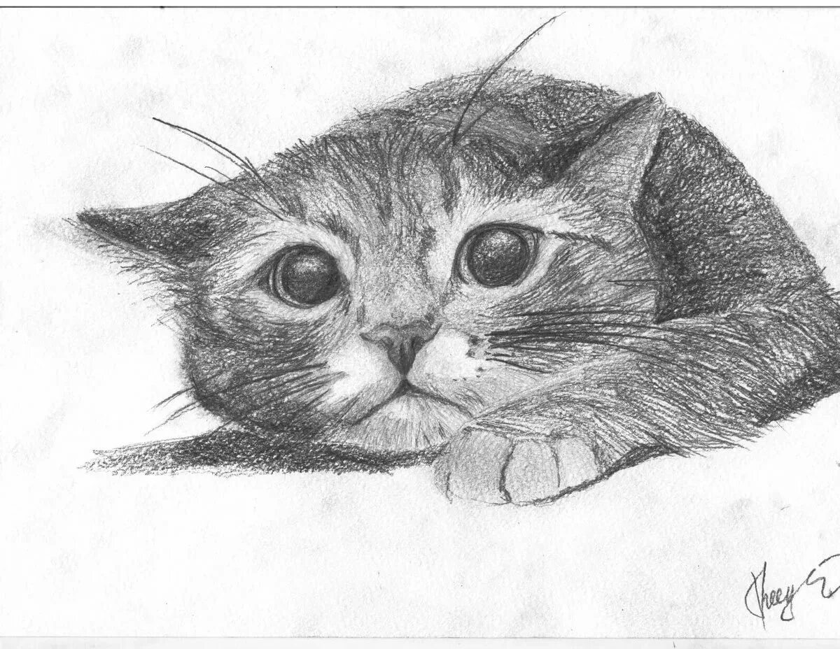 Котики фото карандашом Кошки нарисованные карандашом - Рисунок кота карандашом для начинающих.