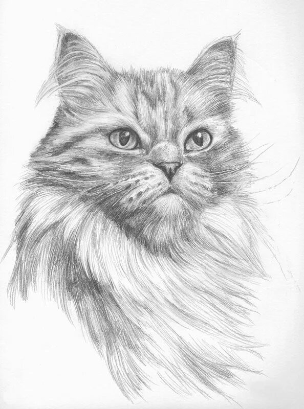 Котики фото карандашом Pencil portrait of a persian cat Persian cat drawing, Cats art drawing, Cat port