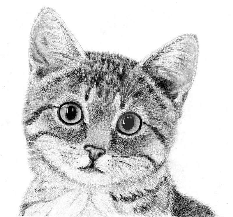 Котики фото карандашом Corry by Celvaya on DeviantArt Cats art drawing, Deviantart drawings, Animal dra