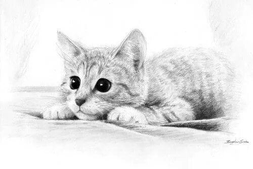 Котики фото карандашом Pencil Artist of the Week: TheFlyingMagpie Pencil drawings of animals, Kitten dr