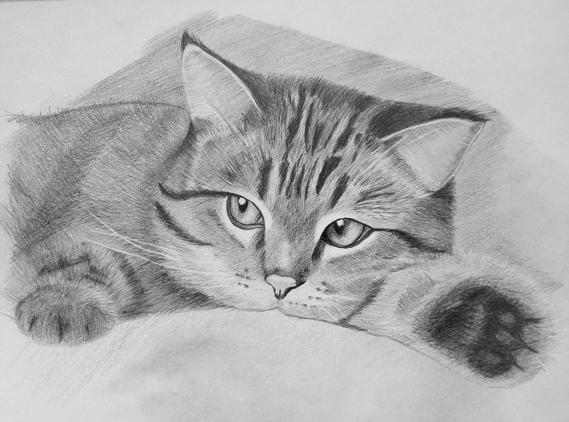 Котики фото карандашом Жизнь в кадре и за кадром - LiveJournal