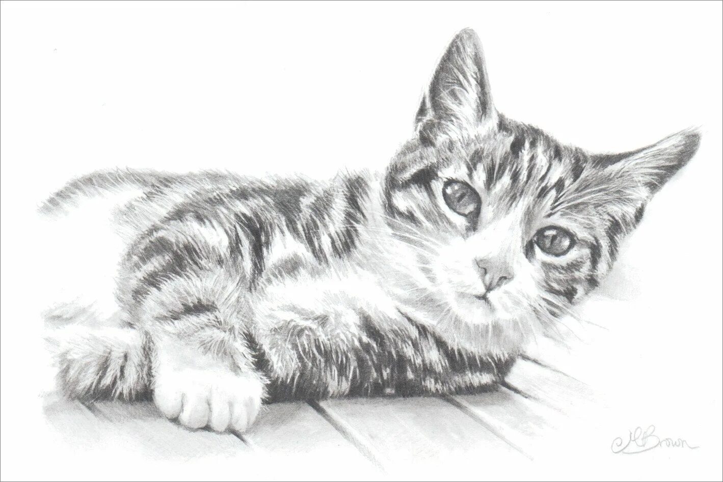 Котики фото карандашом Tabby Cat Art Print Pencil Drawing of a Tabby Cat Cat - Etsy Dessin chaton, Dess