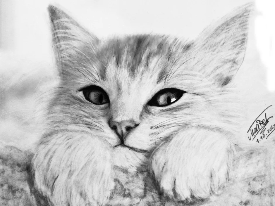 Котики фото карандашом Рисунки Котиков Для Срисовки Легкие И Красивые (51 Фото)