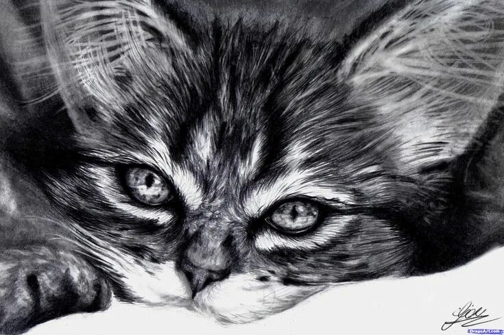 Котики фото карандашом How to Draw a Realistic Kitten, Cute Kitten, Step by Step, Pets, Animals, FREE O