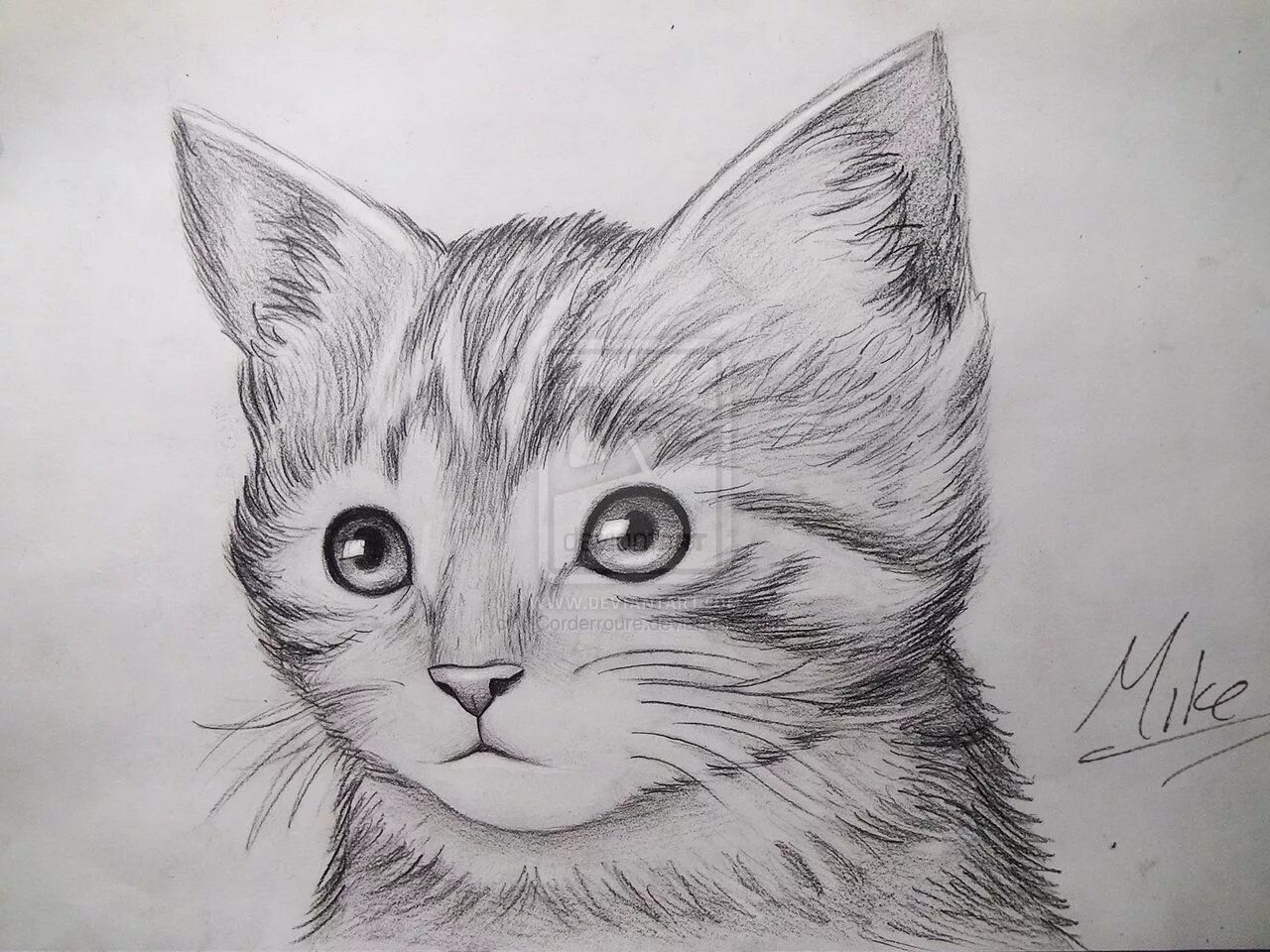 Котики фото карандашом Cat face drawing, Realistic cat drawing, Cat drawing
