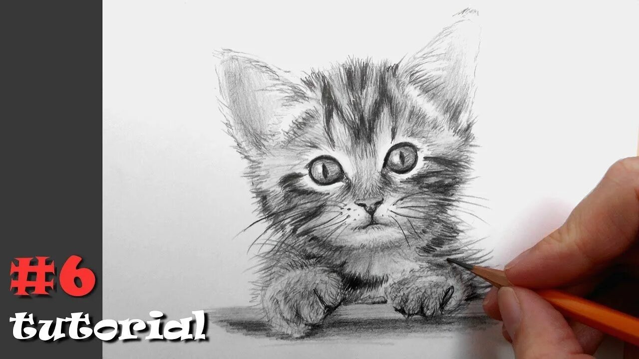 Котики фото карандашом Как нарисовать кота карандашом - подробный обучающий урок. Наброски, Рисунки жив