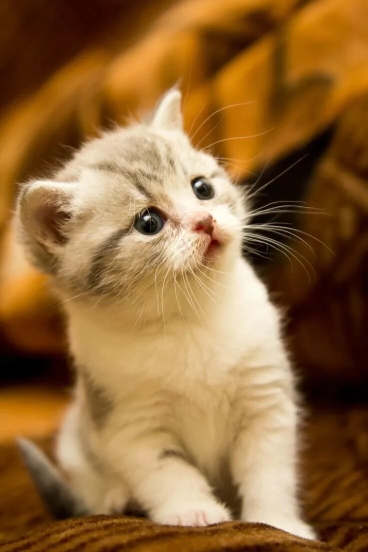 Котики фото картинки Chronicles of a Love Affair with Nature Товары для животных, Котята, Смешные кот