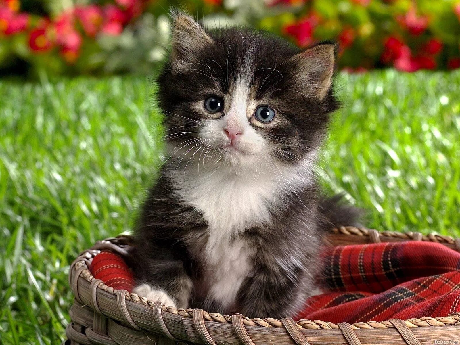 Котики фото картинки Фото котенок Кошки животное 1600x1200