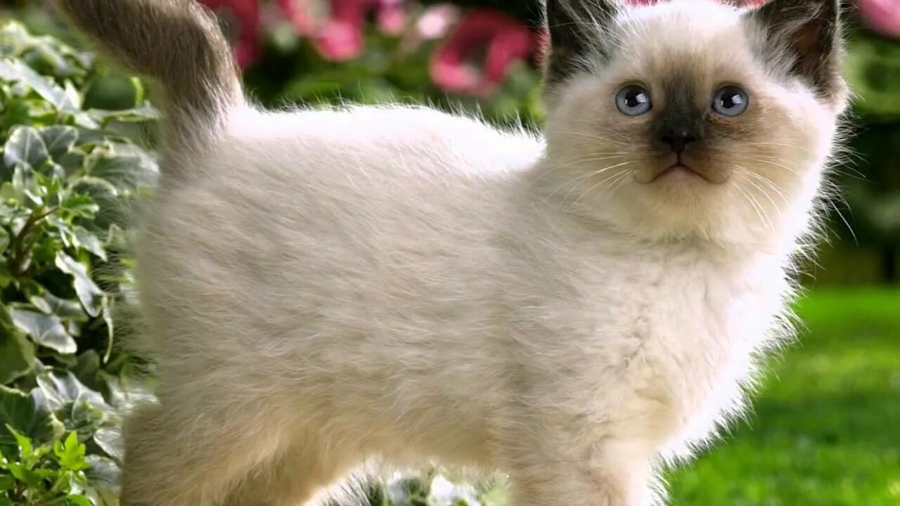 Котики фото картинки Smart little kitten Шустрый маленький котёнок ( котята 2) - YouTube